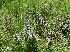 Ajuga integrifolia