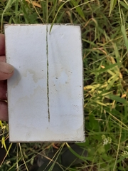 Muhlenbergia sylvatica