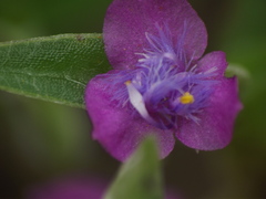 Cyanotis fasciculata