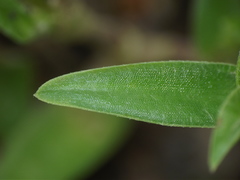 Cyanotis fasciculata