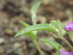 Cyanotis fasciculata