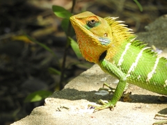 Common Green Forest Lizard photo 4
