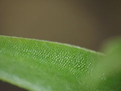 Cyanotis fasciculata