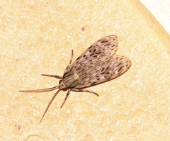 Eucereon erythrolepsis