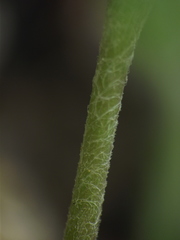 Cyanotis fasciculata