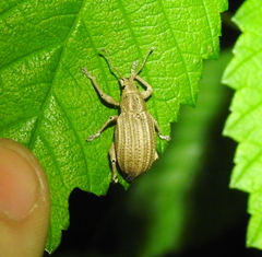 Compsus auricephalus