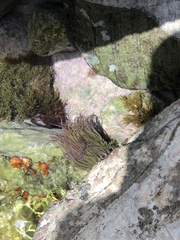 Anemonia viridis
