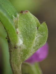 Cyanotis fasciculata