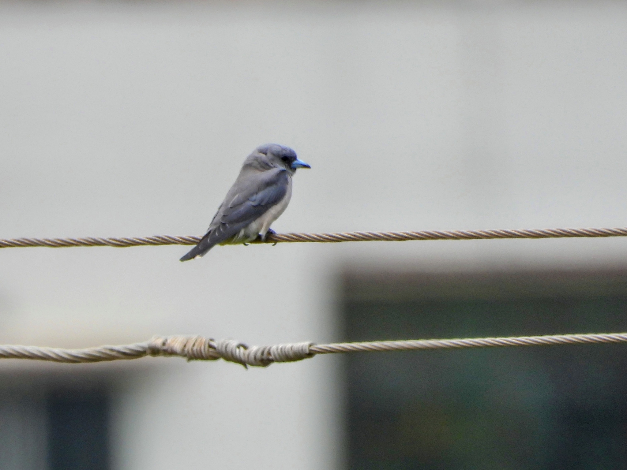 Ashy Woodswallow (Artamus fuscus)