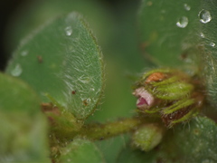 Indigofera cordifolia