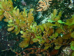 Sargassum incisifolium