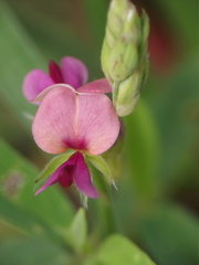 Alysicarpus tetragonolobus