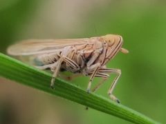 Stenocranus major