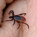 Ixodes scapularis - Photo (c) Buddy,  זכויות יוצרים חלקיות (CC BY-NC)