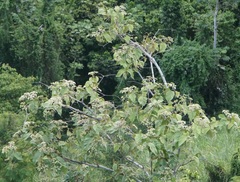 Cordia sulcata