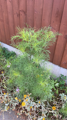 Angiospermae