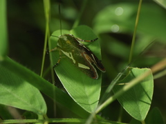 Aegocera venulia