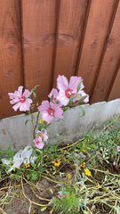 Magnoliopsida
