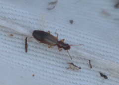 Paradromius