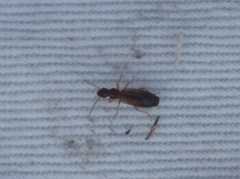 Paradromius