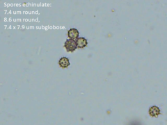 Tomentella lateritia