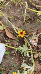 Sanvitalia procumbens
