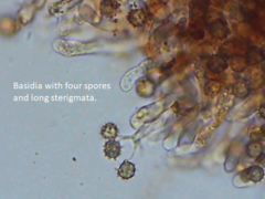 Tomentella lateritia