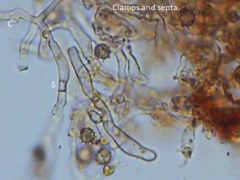 Tomentella lateritia