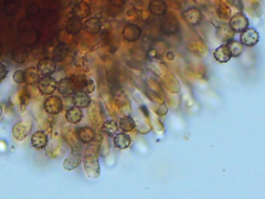 Tomentella lateritia