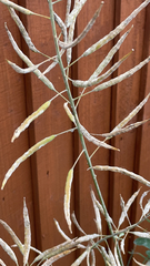 Brassica napus