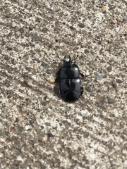 Hololepta