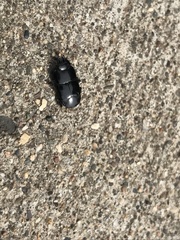 Hololepta