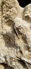 Tolmerus cingulatus