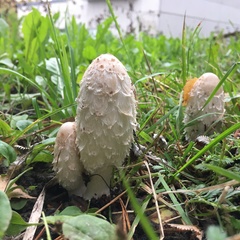 Coprinus comatus
