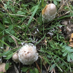 Coprinus comatus
