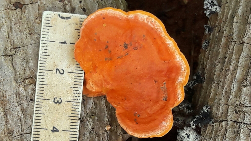 Trametes sanguinea · April 2018 · photo: © douglas-u-oliveira (iNaturalist, cc-by)