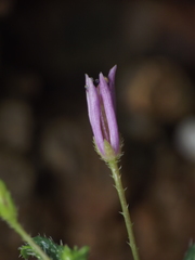 Cleome simplicifolia