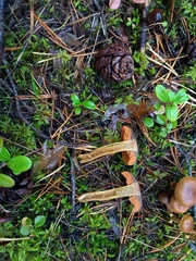 Cortinarius malicorius