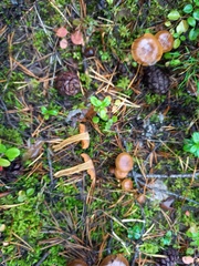 Cortinarius malicorius