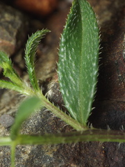 Cleome simplicifolia
