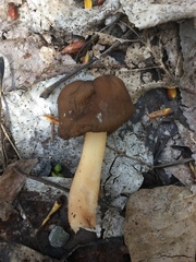 Helvella compressa