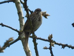 Melospiza melodia