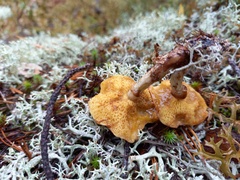 Suillus flavidus