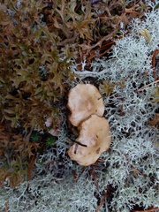 Suillus flavidus