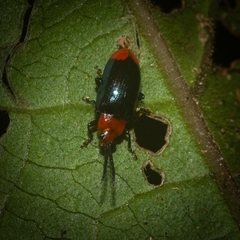 Phyllocharis gracilis