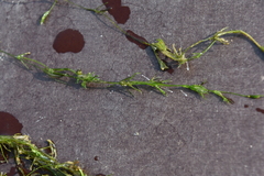 Tolypella canadensis