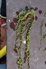 Tolypella canadensis