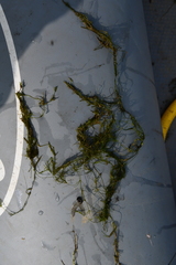 Tolypella canadensis