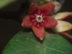 Hemidesmus indicus