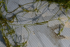 Tolypella canadensis